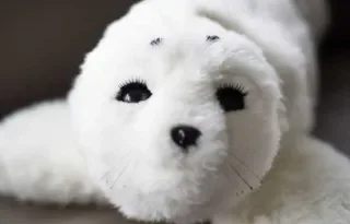 Paro