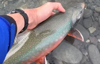 Image of a Arctic Char about the be released into clear water.