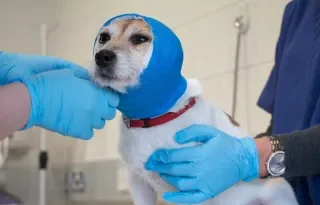 Certificate in Emergency and Critical Care Veterinary Nursing