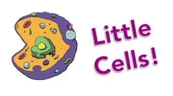 Little Cells