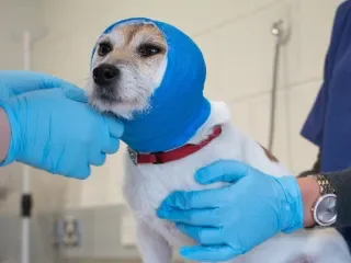 Certificate in Emergency and Critical Care Veterinary Nursing