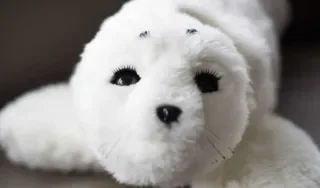 Paro