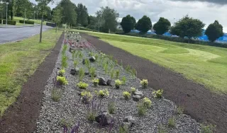 The Rainwater Garden at DkIT