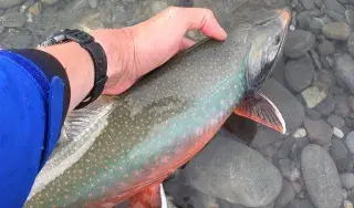 Image of a Arctic Char about the be released into clear water.