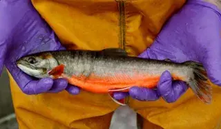 Male Arctic charr from Lake Windermere. Photo Ian Winfield web