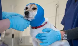 Certificate in Emergency and Critical Care Veterinary Nursing